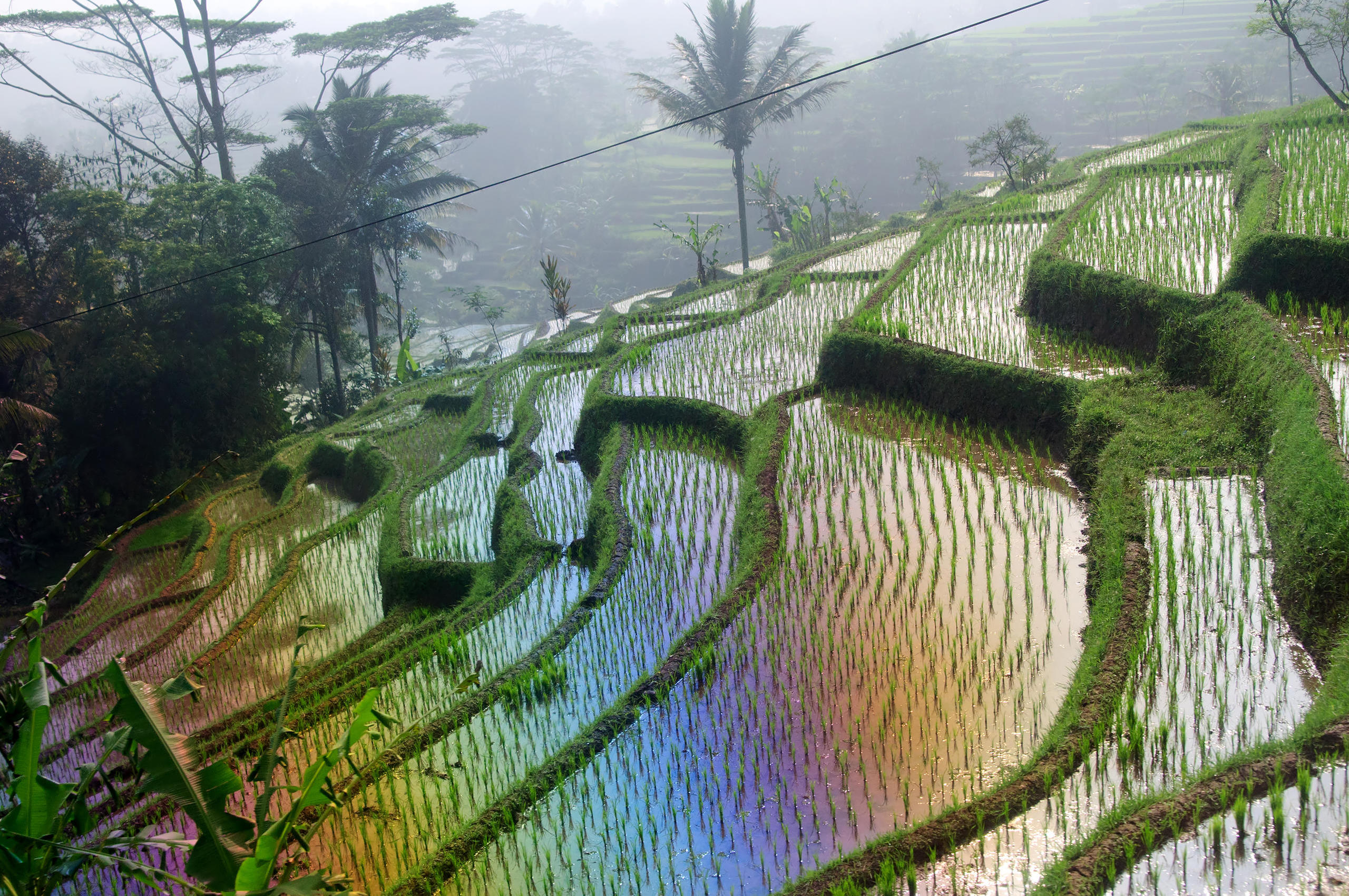 Rice Terraces - Indonesia